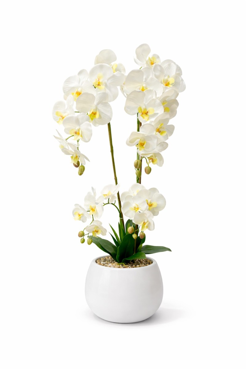 Orchide – Vazo Me Lule 4