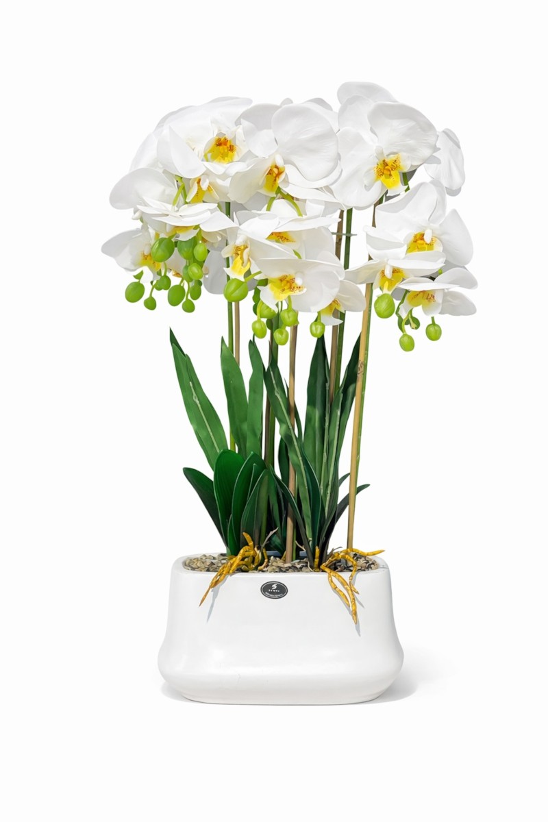 Orchide – Vazo Me Lule 8