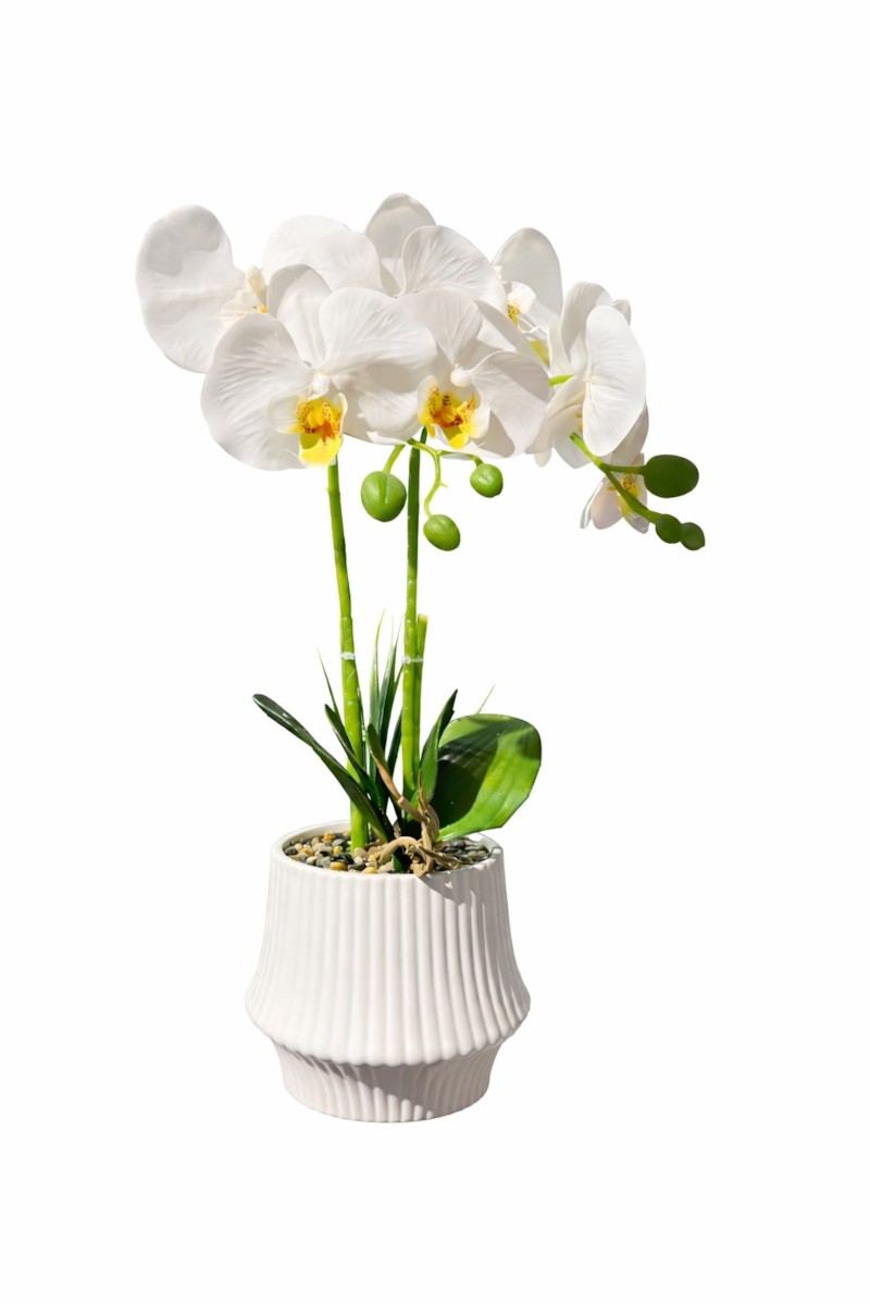 Orchide – Vazo Me Lule 7